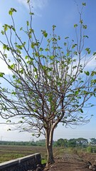 the beauty of teak trees in summer