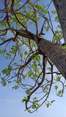 the beauty of teak trees in summer
