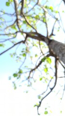 blur and defocused: teak tree