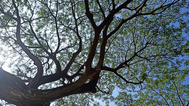 beautiful tree: Samanea saman