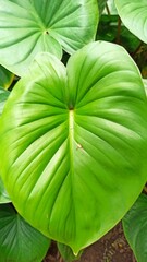beautiful nature background: Homalomena leaves
