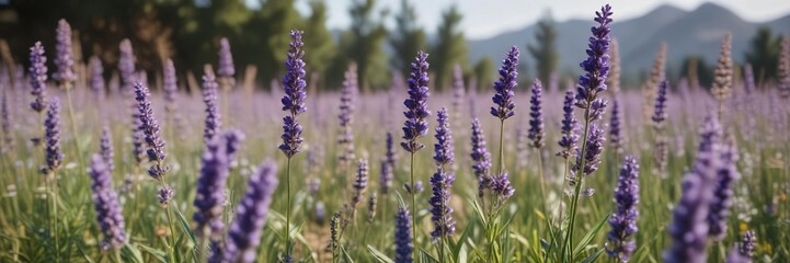 Obraz premium Lavender flowers and stems swaying in the breeze on a warm summer day, floral arrangement, color palette