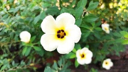 Obraz premium Turnera subulata in the garden