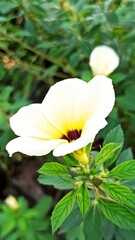 Obraz premium Turnera subulata in the garden