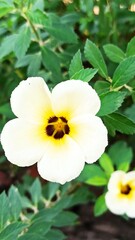 Obraz premium Turnera subulata in the garden