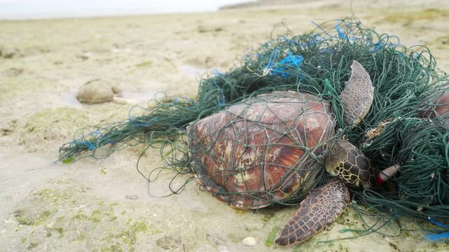 An green sea turtle, chelonia mydas, in a discarded fishing net on rocky shores of Indonesia, marine animal conservation concept, ghost fish net