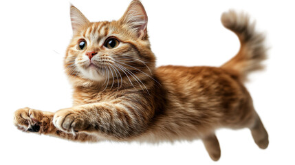 Obraz premium british kitten isolated on white background