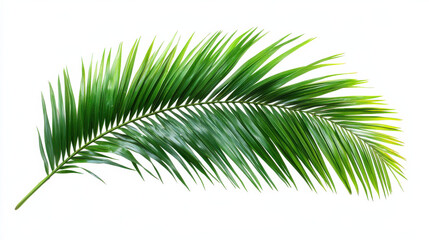 Obraz premium Green palm leaf isolated on white background, showcasing its vibrant texture and natural beauty, perfect for tropical themes and designs