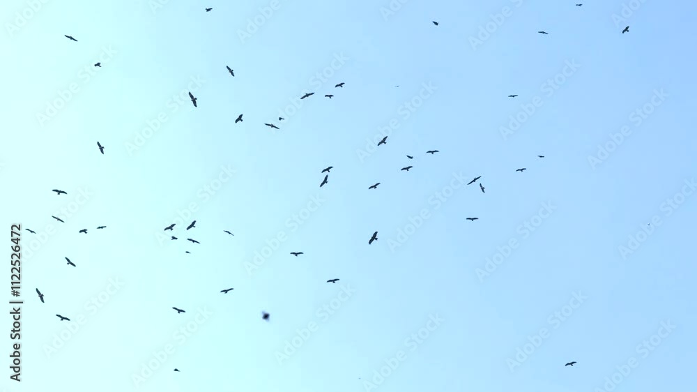 Poster large flock of birds soaring across a clear blue sky at sunset creating a mesmerizing display of mov