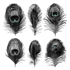 Obraz premium Elegant Black White Peacock Feathers Isolated Set Design Elements