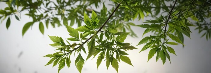 Aromatic green leaves of anise tree on a branch, foliage, herb, plant