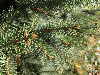 Sunlight falls on spruce branches with thorns. Close-up of spruce branches
  