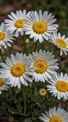 Obraz premium daisies in a garden