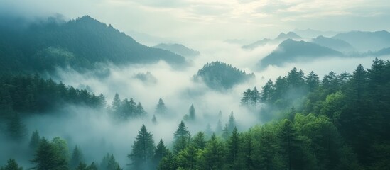 Obraz premium Misty morning view of a forest with mountains in the background.