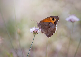 Fototapeta premium Papillon de Provence, myrtil sur une fleur 
