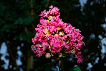 Obraz premium Crape Myrtle