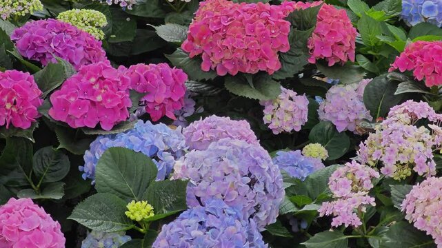 blossom hydrangea flowers in garden