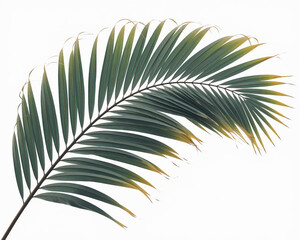 Obraz premium palm tree leaves