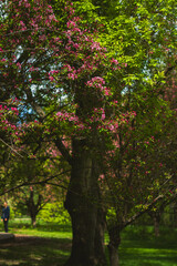 Fototapeta premium Beautiful cherry blossom in spring time and green trees and grass
