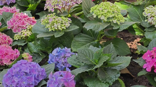 blossom hydrangea flowers in garden