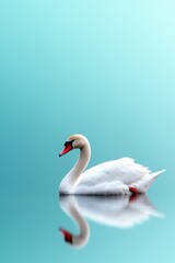 Obraz premium Serene Swan Gliding Gracefully on Calm Blue Background