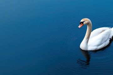 Obraz premium Serene Swan Gliding Gracefully on Calm Blue Water Background