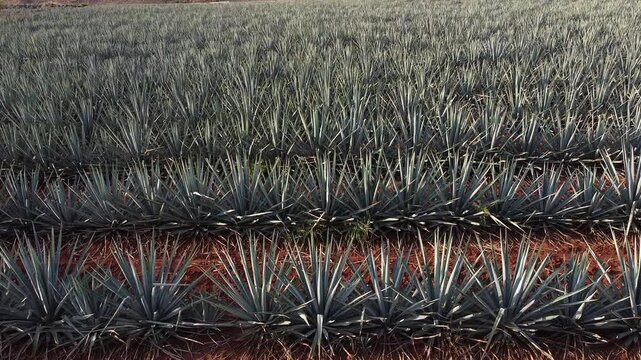 Vista de campo de agave azul en el paisaje agavero en tequila jalisco m&eacute;xico