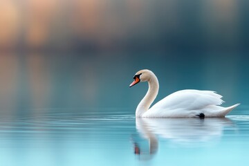 Obraz premium Graceful Swan Gliding on Calm Blue Water with Serene Background