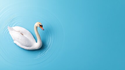 Fototapeta premium Serene Swan Gliding Gracefully on Calm Blue Background