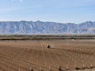 A panorama view of the vineyards in Yinchuan, Ningxia, China -- the grape vines are covered with dirt to survive the winter chill