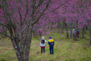 Obraz premium Pink cherry blossom forest at Phu Lom Lo in Thailand