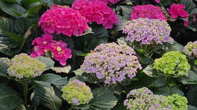 blossom hydrangea flowers in garden