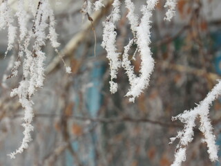 snow covered branches