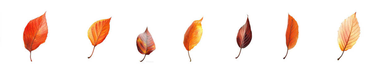 Fototapeta premium Autumn Leaves Aesthetic: Falling Foliage in Transparent Effect on White Background