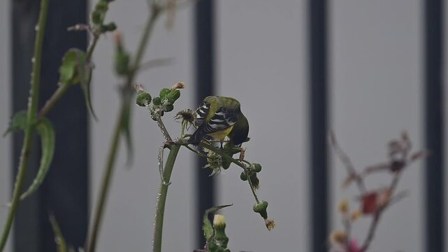 American Goldfinch aka Spinus tristis feeding on seeds directly by ripper of  flowers in the wild