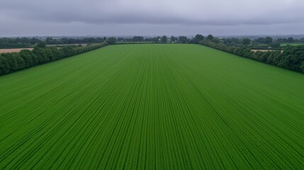 Obraz premium Lush Green Wheat Field Aerial View Agriculture Farming Crops Rural Landscape