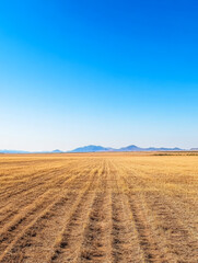 Fototapeta premium Expansive golden field under clear blue sky with distant mountains at midday
