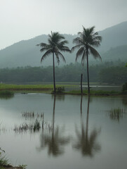 Obraz premium Serene reflection of palm trees in a misty lake surrounded by mountains