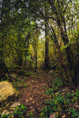 a walking trail in the middle of the rainforest on the Pacific coast on a sunny day