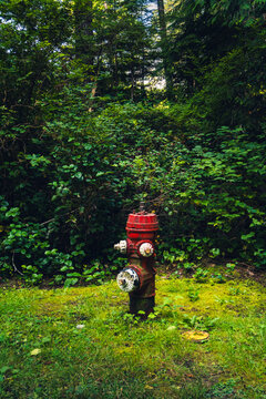 a fire hidrant in the middle of the rainforest on the Pacific coast on a sunny day