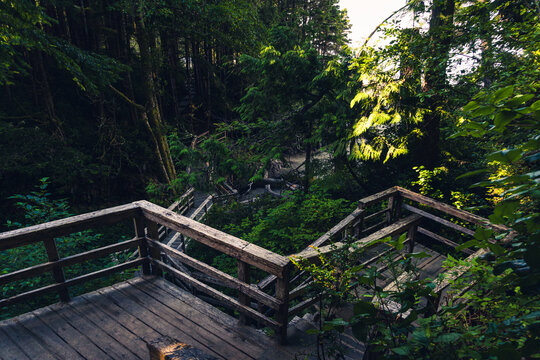 a boardwalk in the middle of the rainforest on the Pacific coast on a sunny day