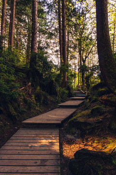 a boardwalk in the middle of the rainforest on the Pacific coast on a sunny day