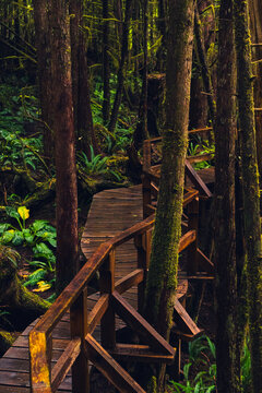 Wet boardwalk staircase in the middle of the rainforest on the Pacific coast on a rainy day