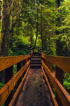 Wet boardwalk staircase in the middle of the rainforest on the Pacific coast on a rainy day