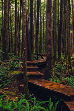 Wet boardwalk staircase in the middle of the rainforest on the Pacific coast on a rainy day