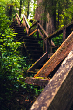 Wet boardwalk staircase in the middle of the rainforest on the Pacific coast on a rainy day
