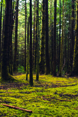 Obraz premium Rainforest on the Pacific coast with ground full of moss and tall trees