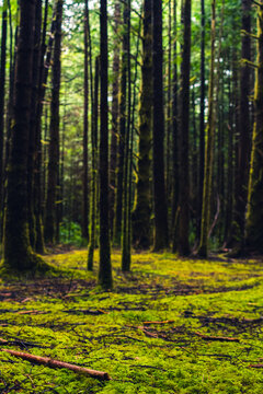 Rainforest on the Pacific coast with ground full of moss and tall trees