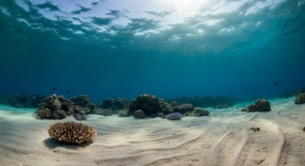 Underwater coral reef