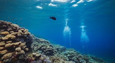 Fototapeta premium Underwater coral reef